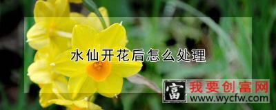 水仙开花后怎么处理