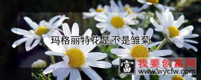 玛格丽特花是不是雏菊