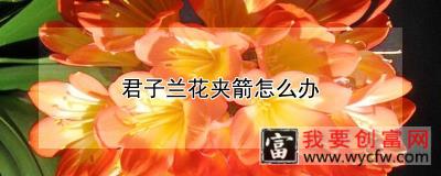 君子兰花夹箭怎么办