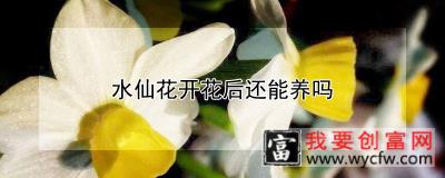 水仙花开花后还能养吗