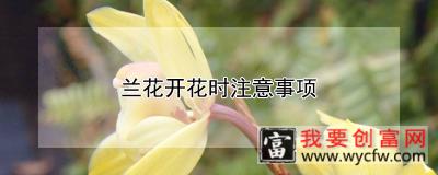 兰花开花时注意事项