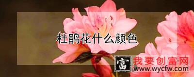 杜鹃花什么颜色