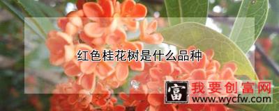 红色桂花树是什么品种