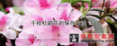 干枝杜鹃花的保存方法