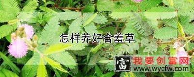 怎样养好含羞草