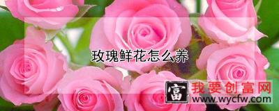 玫瑰鲜花怎么养