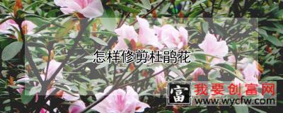 怎样修剪杜鹃花