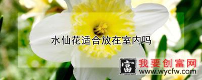 水仙花适合放在室内吗