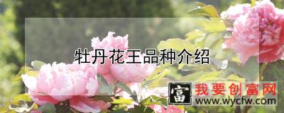 牡丹花王品种介绍