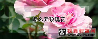 怎么养玫瑰花