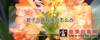 君子兰开花夹剑怎么办