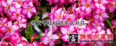 冬天干枝杜鹃多久开花