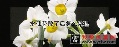 水仙花败了后怎么处理