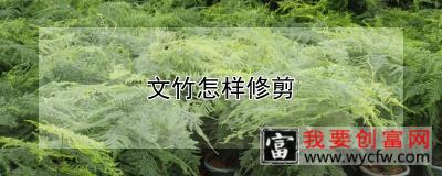 文竹怎样修剪