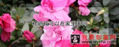 杜鹃花可以在家里养吗