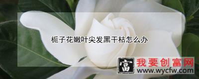 栀子花嫩叶尖发黑干枯怎么办