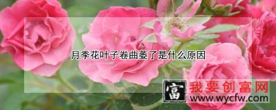 月季花叶子卷曲萎了是什么原因