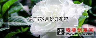 栀子花9月份开花吗