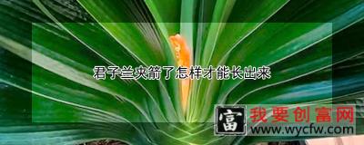 君子兰夹箭了怎样才能长出来