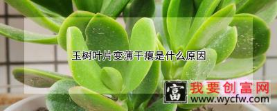 玉树叶片变薄干瘪是什么原因