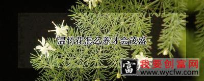 温竹花怎么养才会茂盛