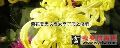 菊花夏天长得太高了怎么修剪