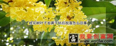 桂花树叶子发黄干枯后脱落怎么回事