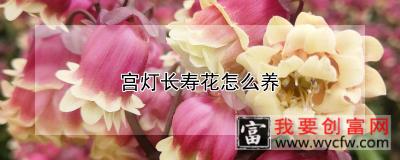 宫灯长寿花怎么养