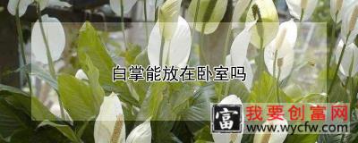 白掌能放在卧室吗