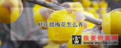 鲜花腊梅花怎么养