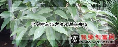 平安树养殖方法和注意事项