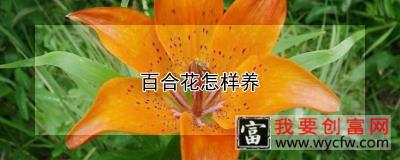 百合花怎样养