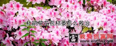 杜鹃花花苞枯萎怎么救治