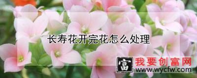 长寿花开完花怎么处理