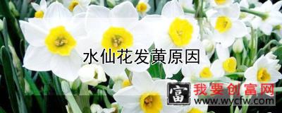 水仙花发黄原因