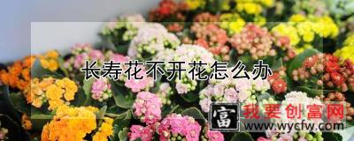 长寿花不开花怎么办