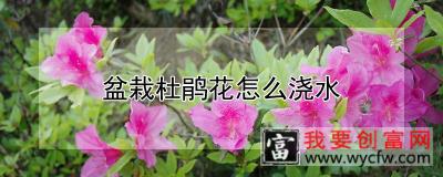 盆栽杜鹃花怎么浇水