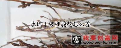 水培干枝杜鹃花怎么养