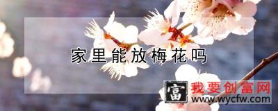 家里能放梅花吗