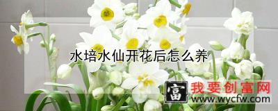 水培水仙开花后怎么养