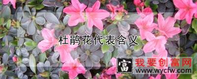 杜鹃花代表含义