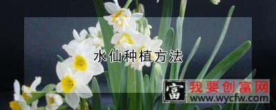 水仙种植方法