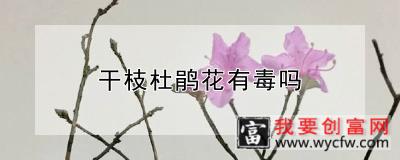 干枝杜鹃花有毒吗