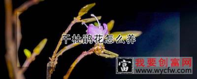 干杜鹃花怎么养