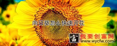 向日葵怎么快速开花