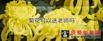 菊花可以送老师吗