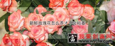 新鲜玫瑰花怎么养才不会枯萎