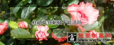 杜鹃花只剩枝干能活吗