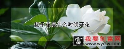 枙子花是什么时候开花