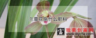 兰草花施什么肥料